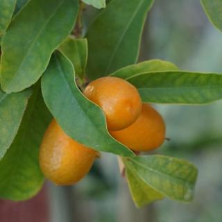 Kumquat