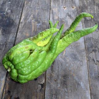Zitronen Buddhas Hand