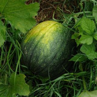 Wassermelonen Mini kernarm