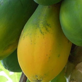 Papaya Sensation Kanaren