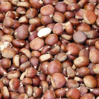 Maronen groß