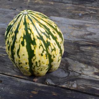 Kürbis Acorn