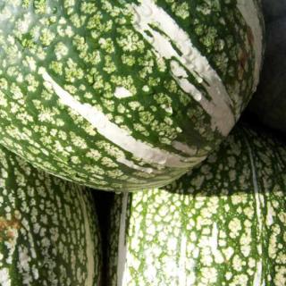 Kürbis Feigenblatt ca.1kg