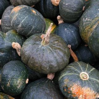 Kürbis Vert Olive 2-4 kg