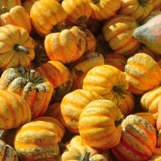 Kürbis Flame gelb-orange geflammt