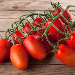 Tomaten Cherrystrauch