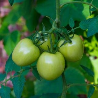 Tomaten GRÜN unreif