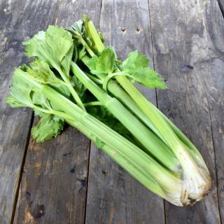 Staudensellerie ohne Tüte ´350g+