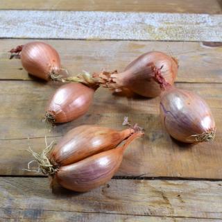 Schalotten oval 30-50mm