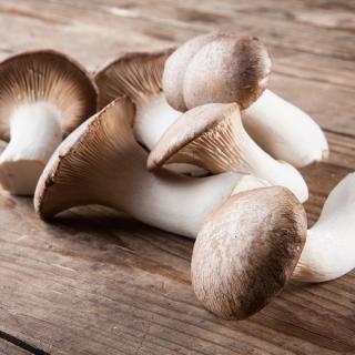 MINI Kräuterseitlinge