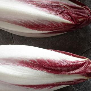 Salat Radicchio lang Treviso